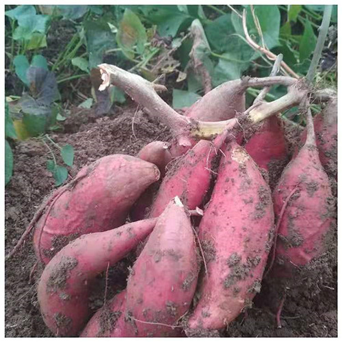 信陽紅薯種銷售價(jià)格